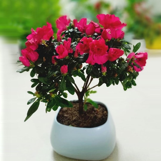 5 loại hoa trồng ban công đem lại vận may cho gia chủ